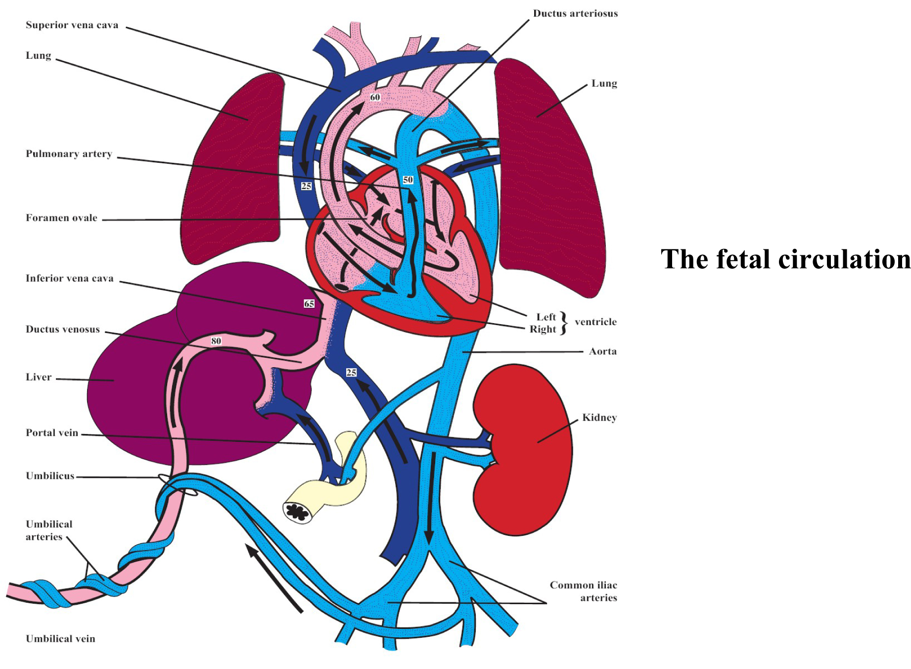fetal maternal circulation