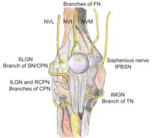 nerve innervation tibial nerves capsule articular sparing femoral peroneal