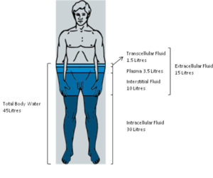 box diagram of body fluid compartments