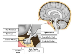 THE HYPOTHALAMIC-PITUITARY AXIS PART 1 – ANATOMY & PHYSIOLOGY