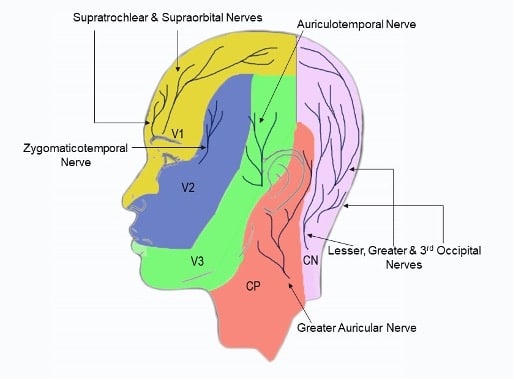 Lesser Occipital Nerve Distribution