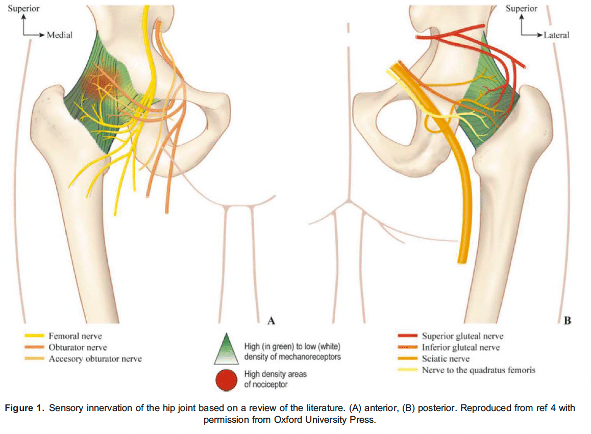 femoral nerve block distribution